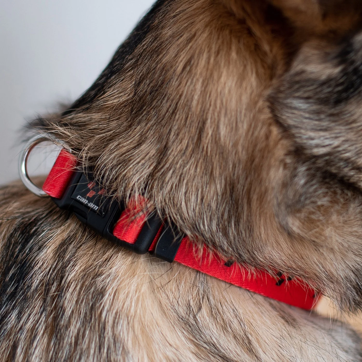 BRP Dog Leashes And Collar (Small Dogs) - Image 10