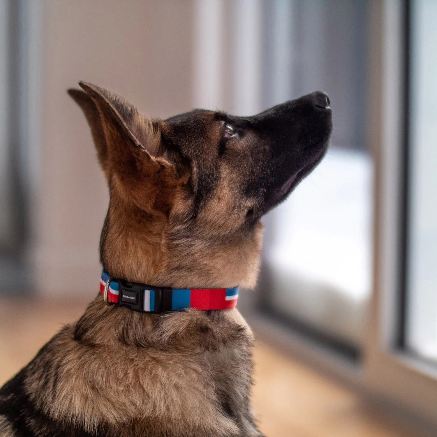 BRP Dog Leashes And Collar (Small Dogs) - Image 4