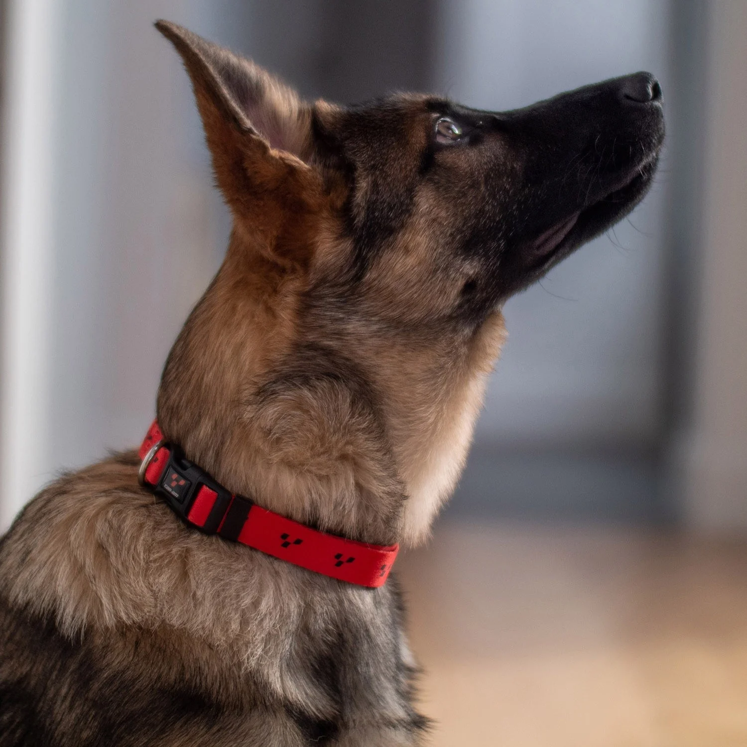 BRP Dog Leashes And Collar (Small Dogs) - Image 9
